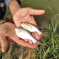 بچه ماهی گرمابی20 گرمی