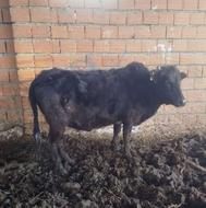 گاو چاق جنگلی