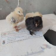 فروش جوجه برهما 10روزه