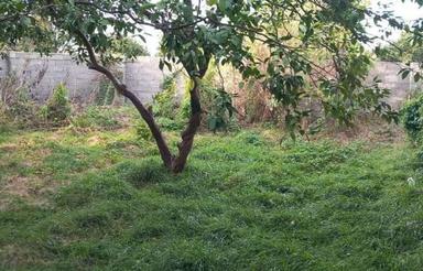 فروش زمین 160 متر در خیابان کفشگرکلا