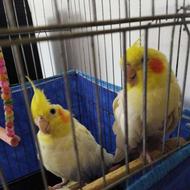 عروس هلندی سخنگو