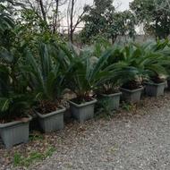 فروش سیکاس برای حیاط منازل بزرگ تنومند