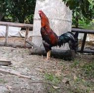 لاری ریش سرحال