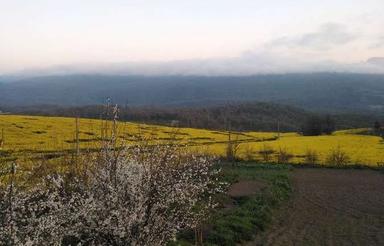 باغ میوه با منظره جنگل