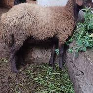 گوسفند دوقلو زا