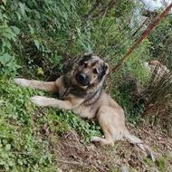 سگ سرابی ذات قدیم