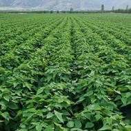 بذر لوبیا چیتی پاکوتاه آمریکایی