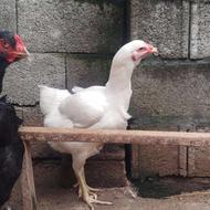 مرغ لاری اصیل