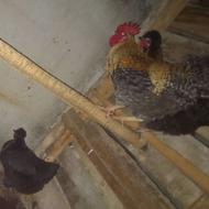 2عدد مرغ محلی و 1عدد خروس محلی