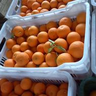 پرتقال شهسواری