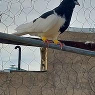 سیاه پوش نر نیم راست