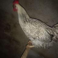 دو عدد مرغ پا کوتاه