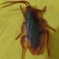 اسباب بازی حیوانات