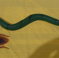 اسباب بازی حیوانات