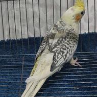 عروس هلندی مرواریدی پروانه