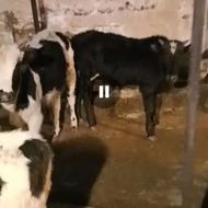 گاو نر یا گوساله نر