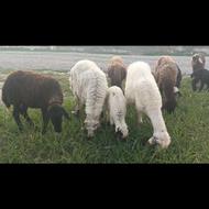 گوسفند بره دار شکم دوم ابستن