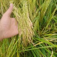 برنج هاشمی دره رود خوش طعم