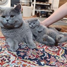 اسکاتیش ماده مخملی بلویی