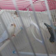 یک جفت مرغ عشق