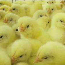 جوجه گوشتی مخصوص پرواری