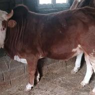 فروش یک راس گاو نر
