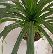 گل پاندانوس