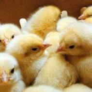 جوجه جوجه مخصوص مرغداری جوجه گوشتی