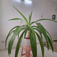 فروش گل سوسن عنکبوتی بزرگ