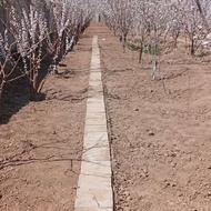 زمین وباغ دیوار شده بادرخت بارده