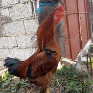 خروس لاری آص