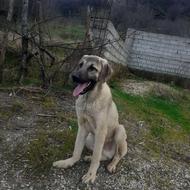 سگ درشت 6 ماه نژاد کانگال