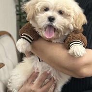 توله شیتزو تربیت شده با وسایل واگذاری