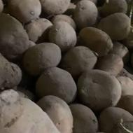 سیب زمینی فندقی