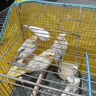 فروش جوجه. عروس با مرغ عشق