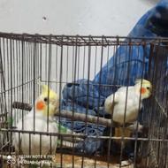 فروش عروس هلندی