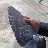 کفتر پرشی عالی