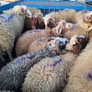 خرید و فروش گوسفند زنده