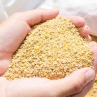 انواع دان جوجه مرغ بوقلمون کبوتر عروس