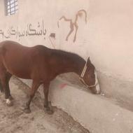 اسب مادیون ابستن