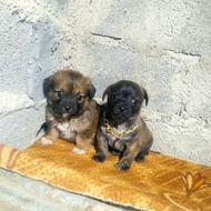 توله پامر اشپیتز