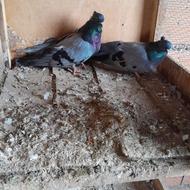 6تا کبوتر تزیینی