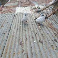 کبوتر پروازی