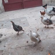 5بوقلمون اصیل کرمانشاهی