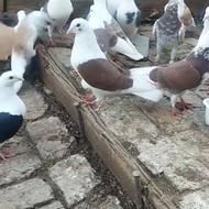 کبوتر آلمانی