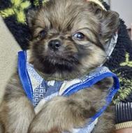 سگ پامرانین 60 روزه