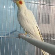 فروش یک جفت طوطی عروس ماده آلبینو‌دوکت پروانه ای نر لوتینو