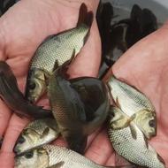 بچه ماهی گرمابی