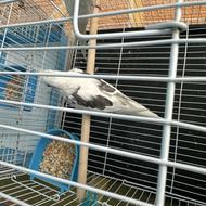 فروش عروس هلندی نر دوکت