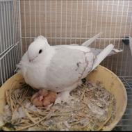 کبوتر بلژیکی مولد جفت قیمت 1500